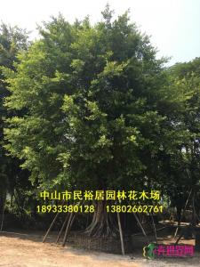 细叶榕