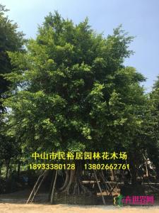 细叶榕