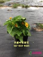 皇帝菊